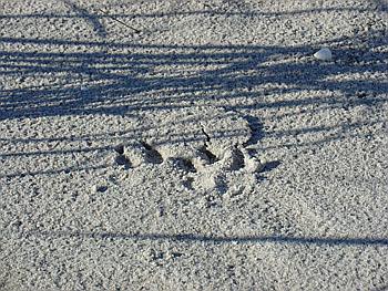 Wellnesswochenende Ostsee - Spuren im Sand